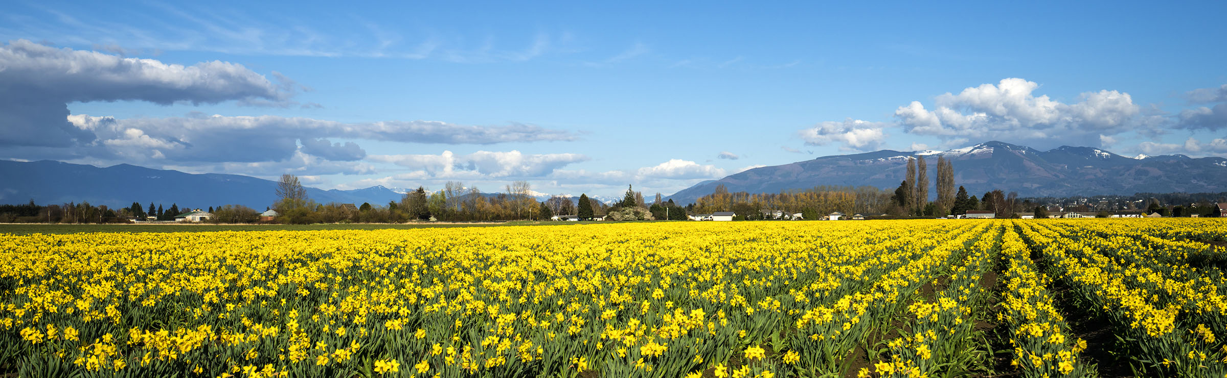 Daffodil field in Skagit Valley.